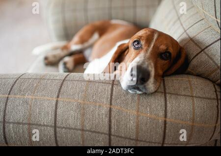 Basset hound dog relaxing in large plaid chair at home Stock Photo