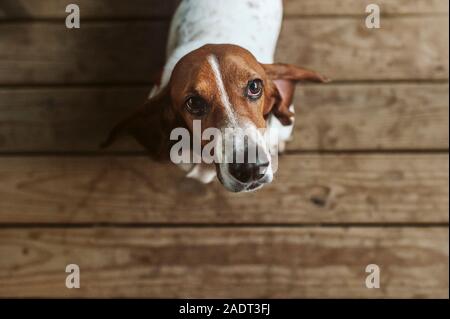 Above image of Basset hound dog standing on deck looking up Stock Photo