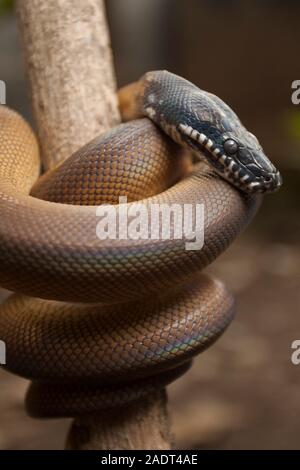 Gold Albertisi/white lipped python (Leiopython albertisi) wrapped around a branch Stock Photo