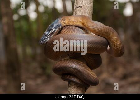 Gold Albertisi/white lipped python (Leiopython albertisi) wrapped around a branch Stock Photo
