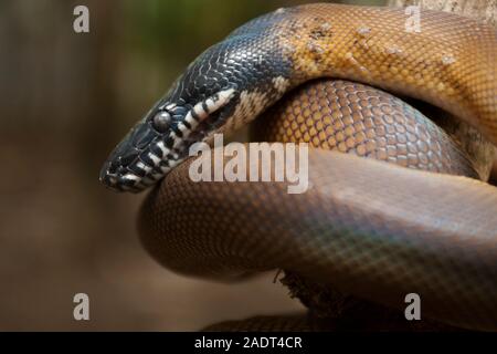 Gold Albertisi/white lipped python (Leiopython albertisi) wrapped around a branch Stock Photo