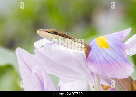 Asian grass lizard, six-striped long-tailed lizard, or long-tailed grass lizard (Takydromus sexlineatus) Stock Photo