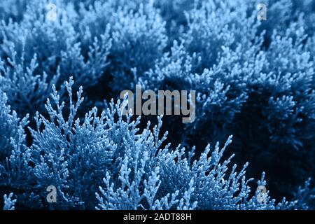 Bright blue color vegetation. Blurred background with selective focus Stock Photo