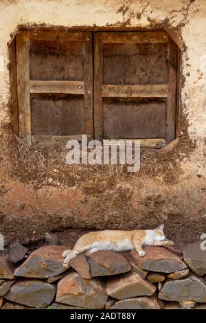 Ethiopia, Amhara Region, Bahir Dar, Lake Tana, Zege Peninsula, cat asleep on stone wall outside house Stock Photo