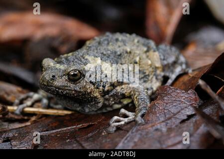 Banded bullfrog or Asian narrowmouth toads It also know chubby or bubble frog This frog is native to Southeast Asia, and usually lives on the forest Stock Photo