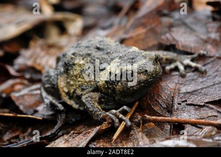 Banded bullfrog or Asian narrowmouth toads It also know chubby or bubble frog This frog is native to Southeast Asia, and usually lives on the forest Stock Photo