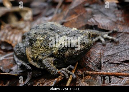 Banded bullfrog or Asian narrowmouth toads It also know chubby or bubble frog This frog is native to Southeast Asia, and usually lives on the forest Stock Photo