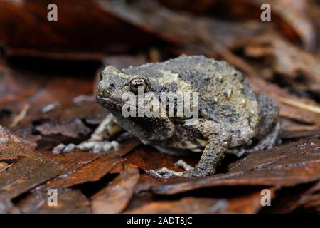 Banded bullfrog or Asian narrowmouth toads It also know chubby or bubble frog This frog is native to Southeast Asia, and usually lives on the forest Stock Photo