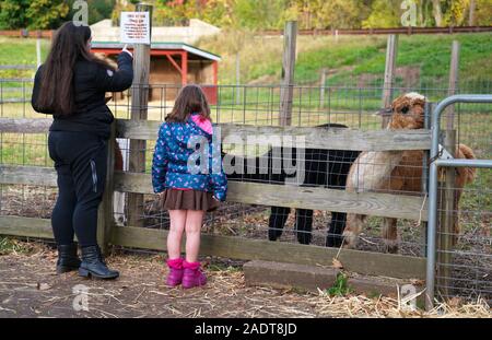 Glastonbury, CT USA. Oct 2019. Daughter and cautious mother checking out the alpacas at a New England petting zoo. Stock Photo