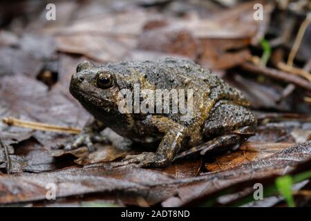 Banded bullfrog or Asian narrowmouth toads It also know chubby or bubble frog This frog is native to Southeast Asia, and usually lives on the forest Stock Photo