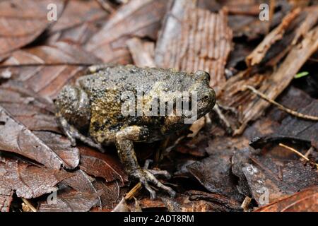 Banded bullfrog or Asian narrowmouth toads It also know chubby or bubble frog This frog is native to Southeast Asia, and usually lives on the forest Stock Photo