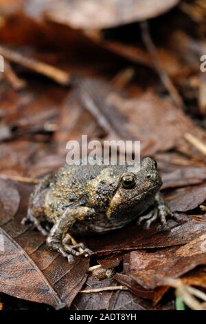 Banded bullfrog or Asian narrowmouth toads It also know chubby or bubble frog This frog is native to Southeast Asia, and usually lives on the forest Stock Photo