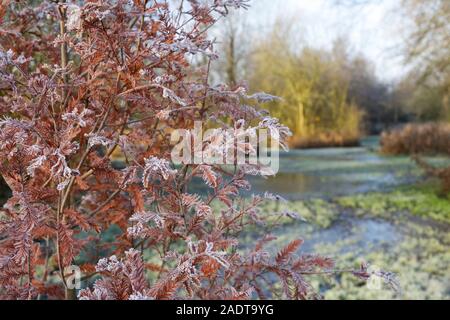Newly planted Taxodium distichum. Bald cypress tree in Autumn. Stock Photo