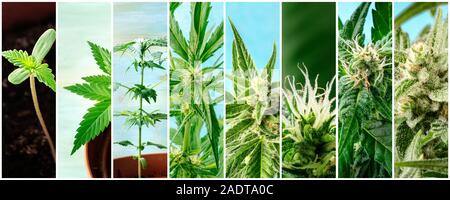 Cannabis collage. Many photos of various stages of growing marijuana plants at home, in chronological order Stock Photo