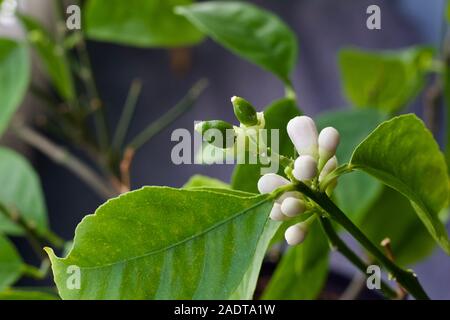 Macro view of emerging white flowers buds and green fruit on a branch of an indoor Meyer lemon tree Stock Photo
