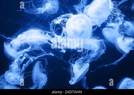 Many beautiful jellyfish, medusa in blue light. Underwater life in the aquarium. Natural background.