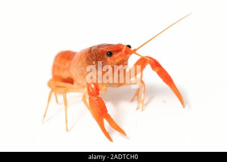 Freshwater crayfish (Procambarus clarkii) isolated on white background Stock Photo