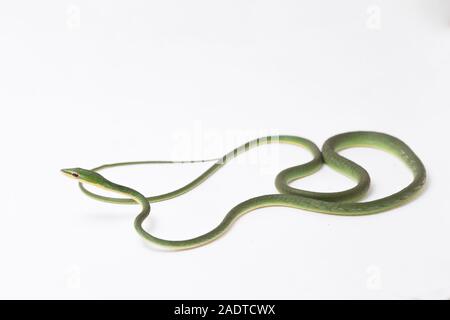 Asian vine snake / Ahaetulla prasina isolated on white background Stock Photo
