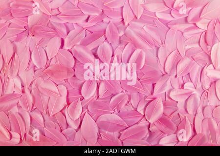 Background texture of pretty soft pink feathers arranged in a layer in a full frame view Stock Photo