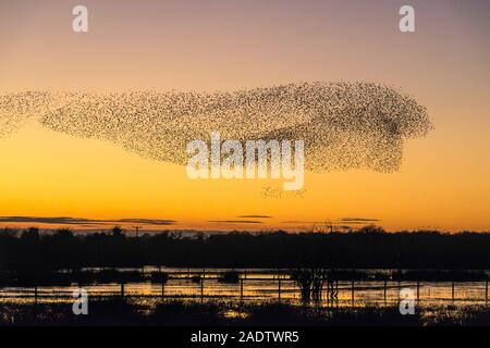A large starling murmuration at Whixall Moss, near Whitchurch, Shropshire, UK, seen against a glorious sunset - December 2019