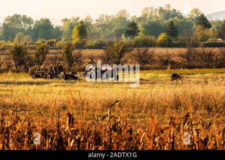 Autumn field works in the cornfield with Tractor carrying cut corn stems in a long trailer Stock Photo