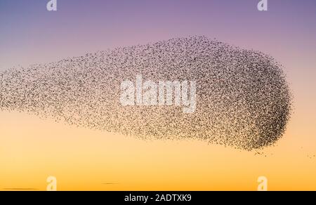 A large starling murmuration at Whixall Moss, near Whitchurch, Shropshire, UK, seen against a glorious sunset Stock Photo