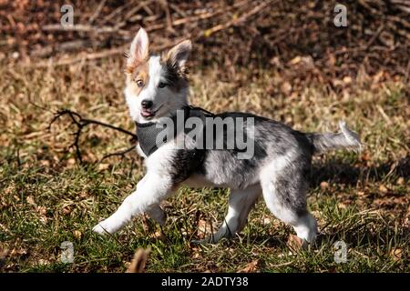 Cute puppy dog running and looking to the viewer, mixed breed portrait at the edges of the woods Stock Photo