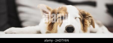 Header, cute puppy dog sleeping on the bed, mixed-breed australian shepherd Stock Photo