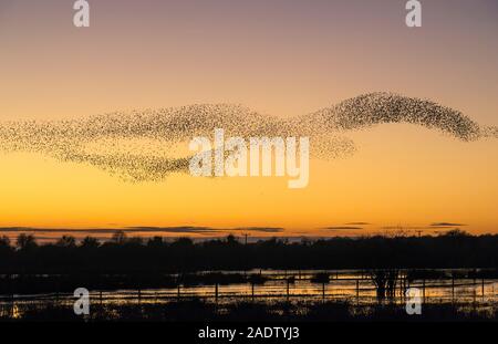A large starling murmuration at Whixall Moss, near Whitchurch, Shropshire, UK, seen against a glorious sunset
