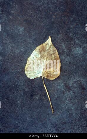 Single leaf of Ivy or Hedera helix weathered to white and brown and about to turn skeletal lying on tarnished metal Stock Photo