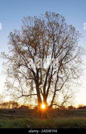 Sunset, Poplar tree (Populus deltoides), fall, Minnesota, USA, by Dominique Braud/Dembinsky Photo Assoc Stock Photo