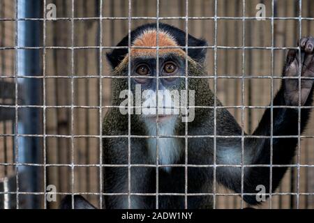 Caged animal, De Brazza's monkey, Stock Photo