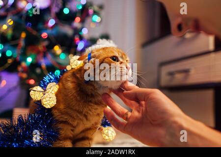 Ginger cat playing under Christmas tree with lights and tinsel. Christmas and New year concept. Man talking to pet Stock Photo