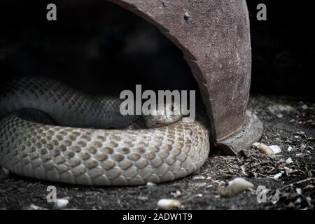 Albino Cobra, monocled cobra, (Naja kaouthia), Asian venomous snake. Stock Photo