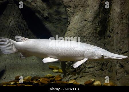 Alligator gar fish Stock Photo