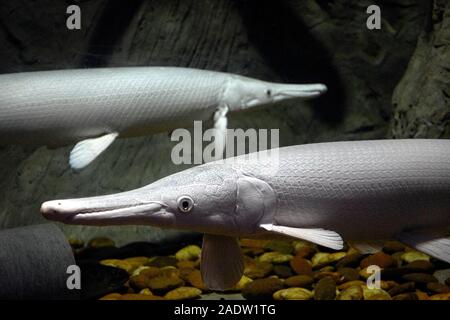 Alligator gar fish Stock Photo