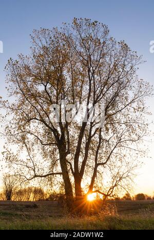 Sunset, Poplar tree (Populus deltoides), fall, Minnesota, USA, by Dominique Braud/Dembinsky Photo Assoc Stock Photo
