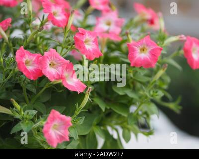 pink passion wave Petunia Hybrida, Solanaceae, name flower bouquet beautiful on blurred of nature background Flowers are single flowers shape is a con Stock Photo