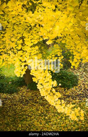Lower branches of a mature Gingko tree in an English garden showing the transition from green to yellow leaves in Autumn Stock Photo