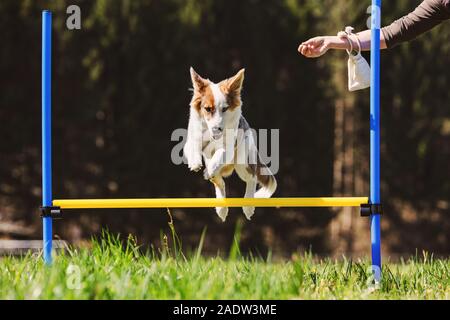 Dog Agility training with a cute puppy dog on the meadow, Hurdles and obstacle v Stock Photo