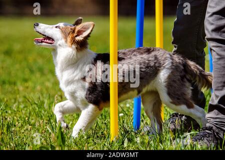 Cute puppy dog training with weave poles, agility train with help from abstacles Stock Photo
