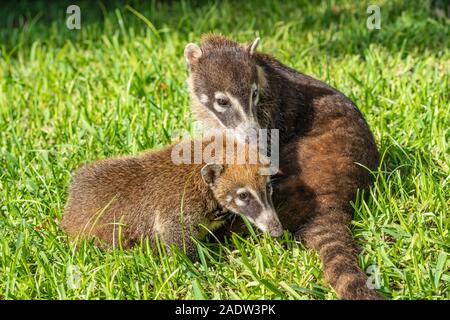 Coatis playing in grass in Mexico Stock Photo