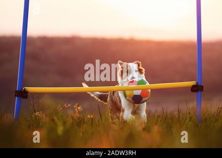 Cute Dog with a Ball behind hurdles, acitivity and agility on sunrise, copyspace Stock Photo