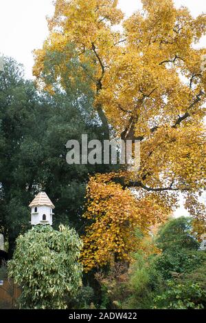 A white dovecote is a companion to trees in Bath Botanic gardens including this fine specimen Tulip tree wearing its Autumn coat of golden brown leave Stock Photo