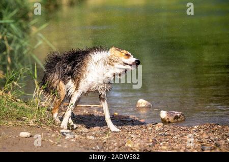 Cute wet Dog is shaking his fur, lake or river beside, copyspace Stock Photo