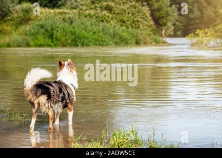 Young Dog standing on the riverside of a lake and looking and observing, copyspace Stock Photo