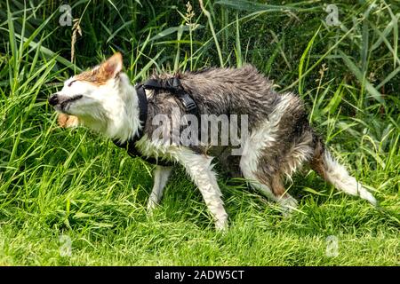 Young Dog is shaking on a green riverside, green reed background Stock Photo