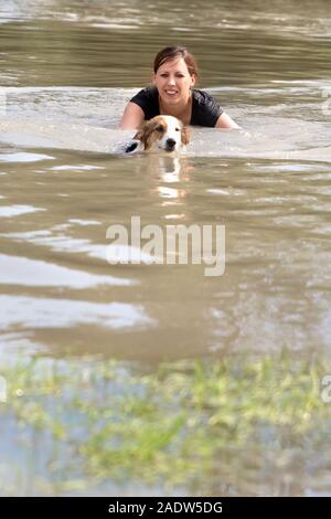 Woman and young dog swimming into a river, water rescue dog trainee and learning Stock Photo