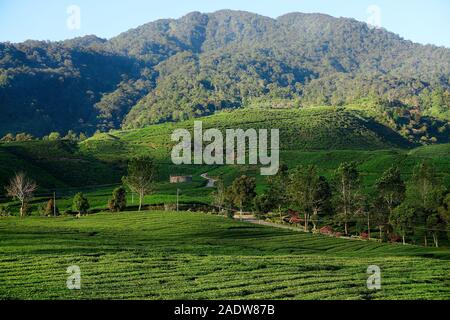 Traditional highland tea plantation in mountains. Popular place, travel destination at family vacation tour in sumatra island. - image Stock Photo