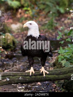 Bald Eagle bird close-up profile view perched on a branch displaying  body, head, eye, beak, talons, plumage in its surrounding with bokeh background. Stock Photo